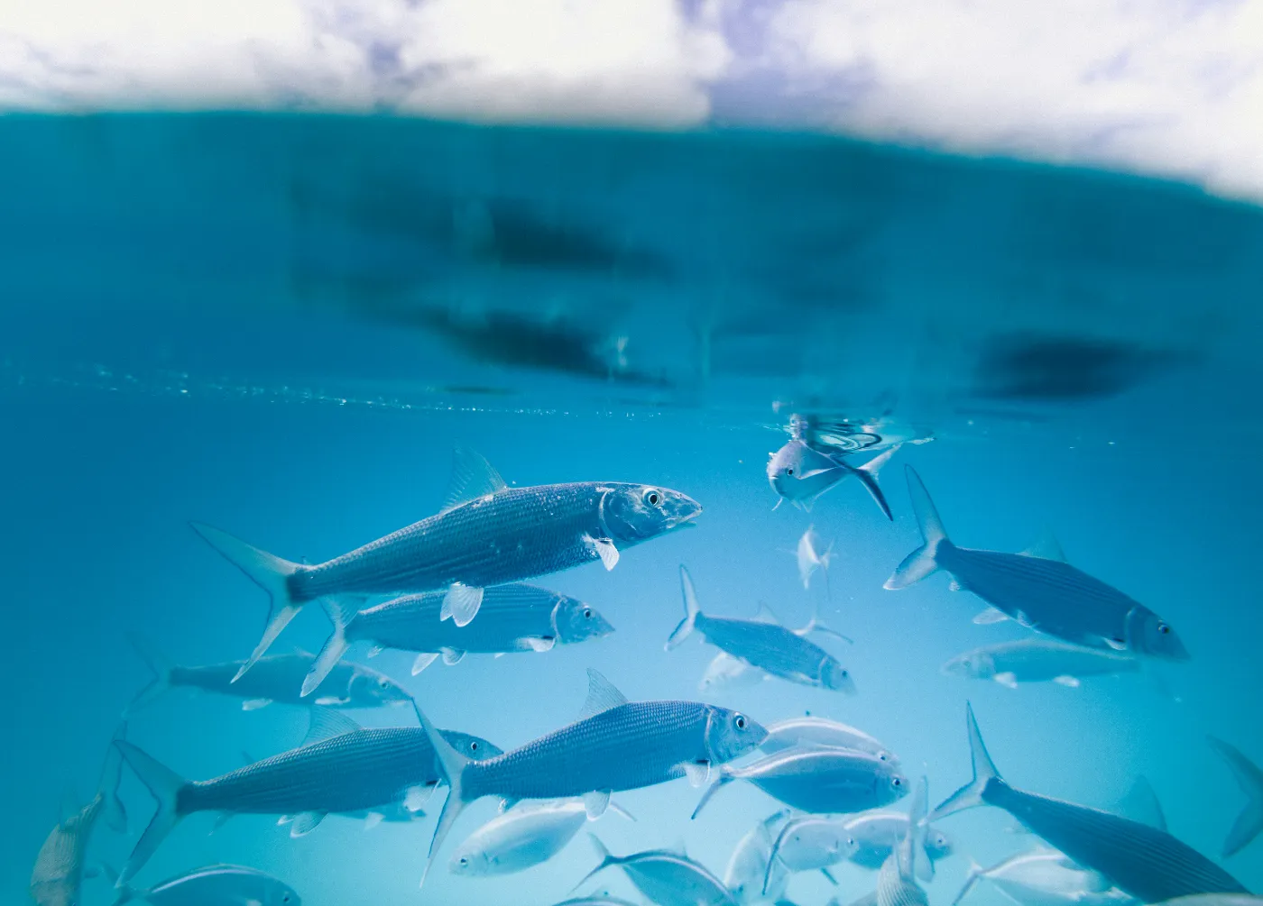 Blue Economy